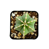 Pachycereus marginatus | Mexican Fence Post Cactus