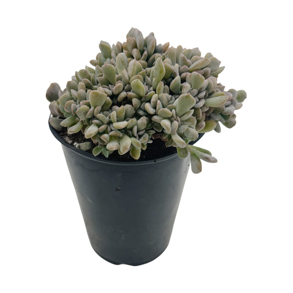 Echeveria Cubic Frost Cristata | Crested Cubic Frost