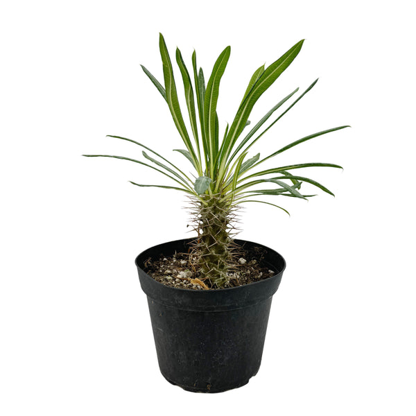 Pachypodium lamerei | Madagascar Palm - Lazy Gardens