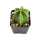 Pachycereus marginatus | Mexican Fence Post Cactus