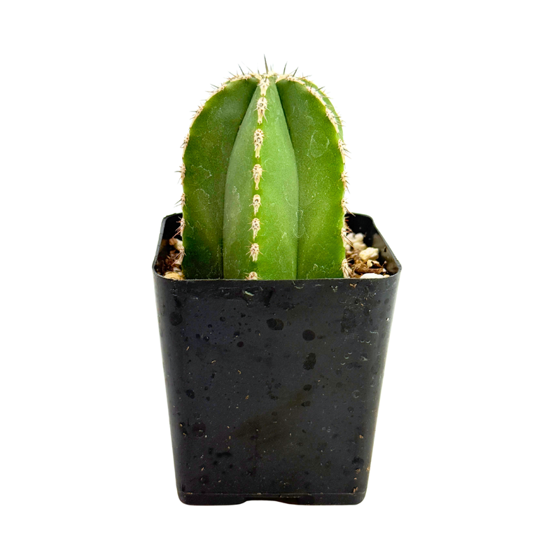 Pachycereus marginatus | Mexican Fence Post Cactus