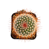 Mammillaria Spinosissima | Red Headed Irishmen