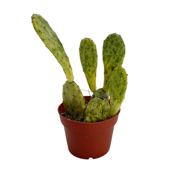Opuntia Sunburst | Sunburst Prickly Pear