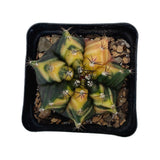 Gymnocalycium mihanovichii variegata | Variegated Moon Cactus