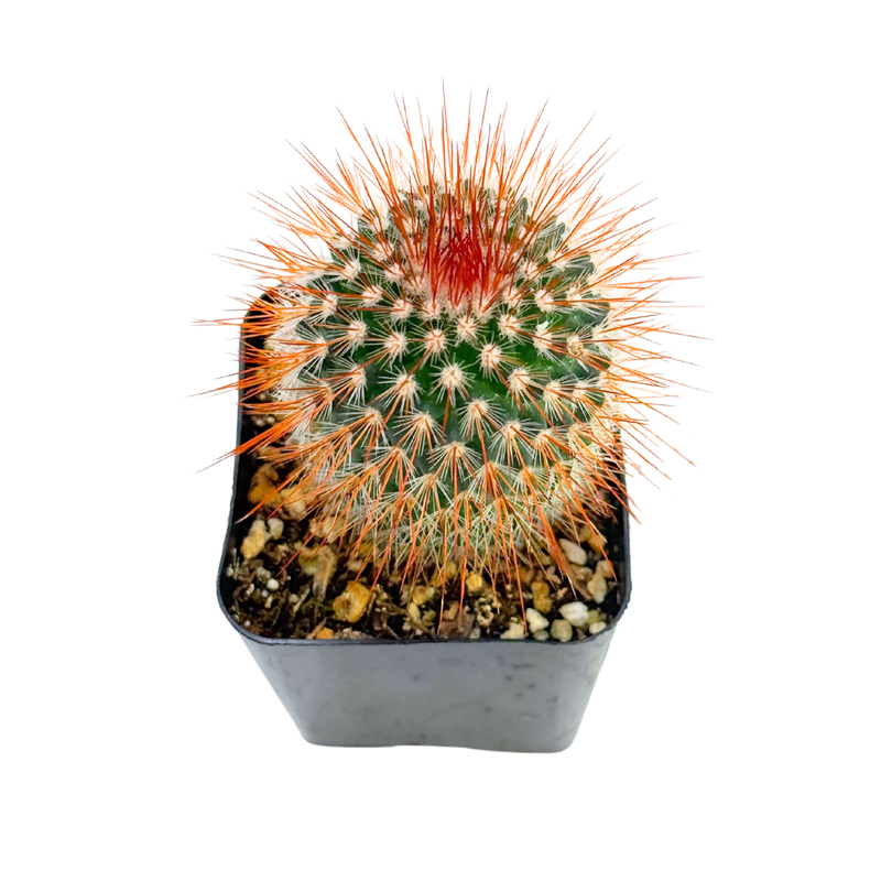 Mammillaria Spinosissima | Red Headed Irishmen