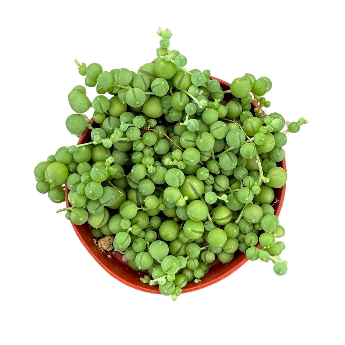 All Products – Lazy Gardens