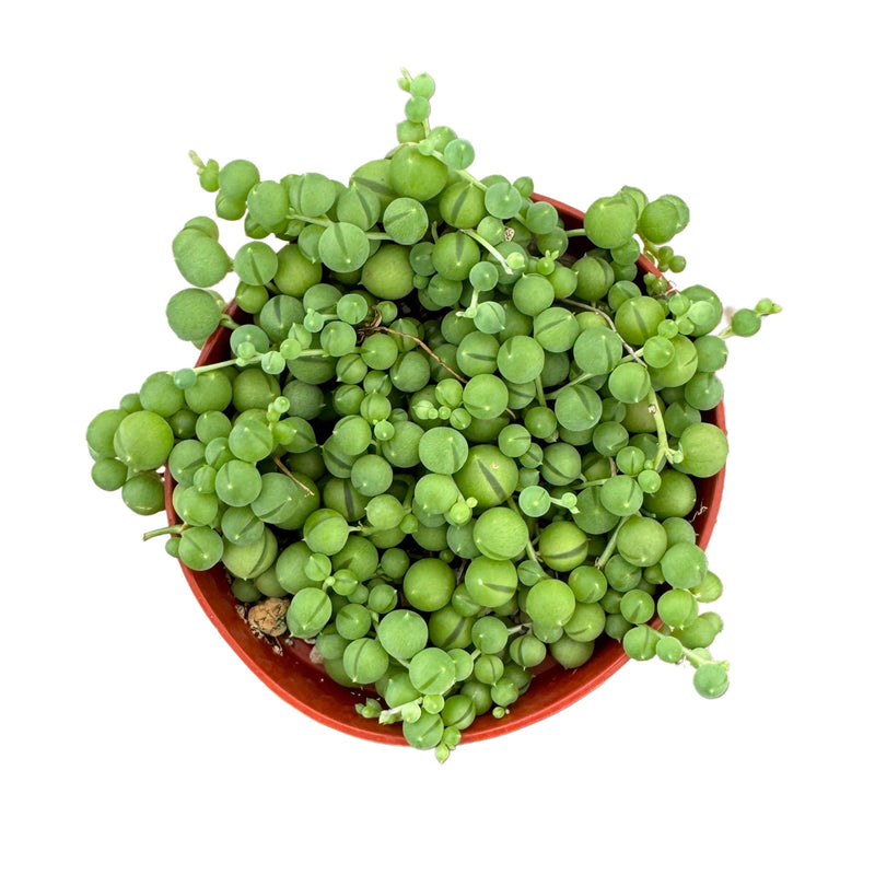 Senecio Rowleyanus | String of Pearls - Lazy Gardens