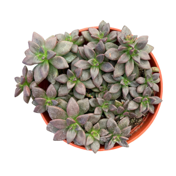 Sedeveria Jet Beads - Lazy Gardens