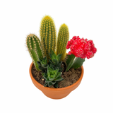 The Lazy Gift | Effortless Succulent Arrangement