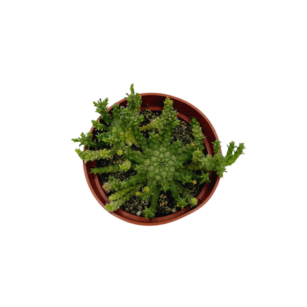 Euphorbia Flanaganii | Medusa’s Head Euphorbia - Lazy Gardens