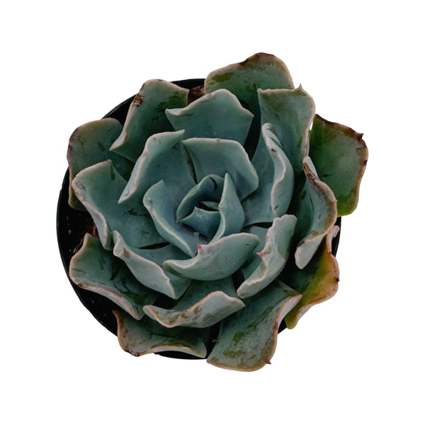 Echeveria Blue Frills