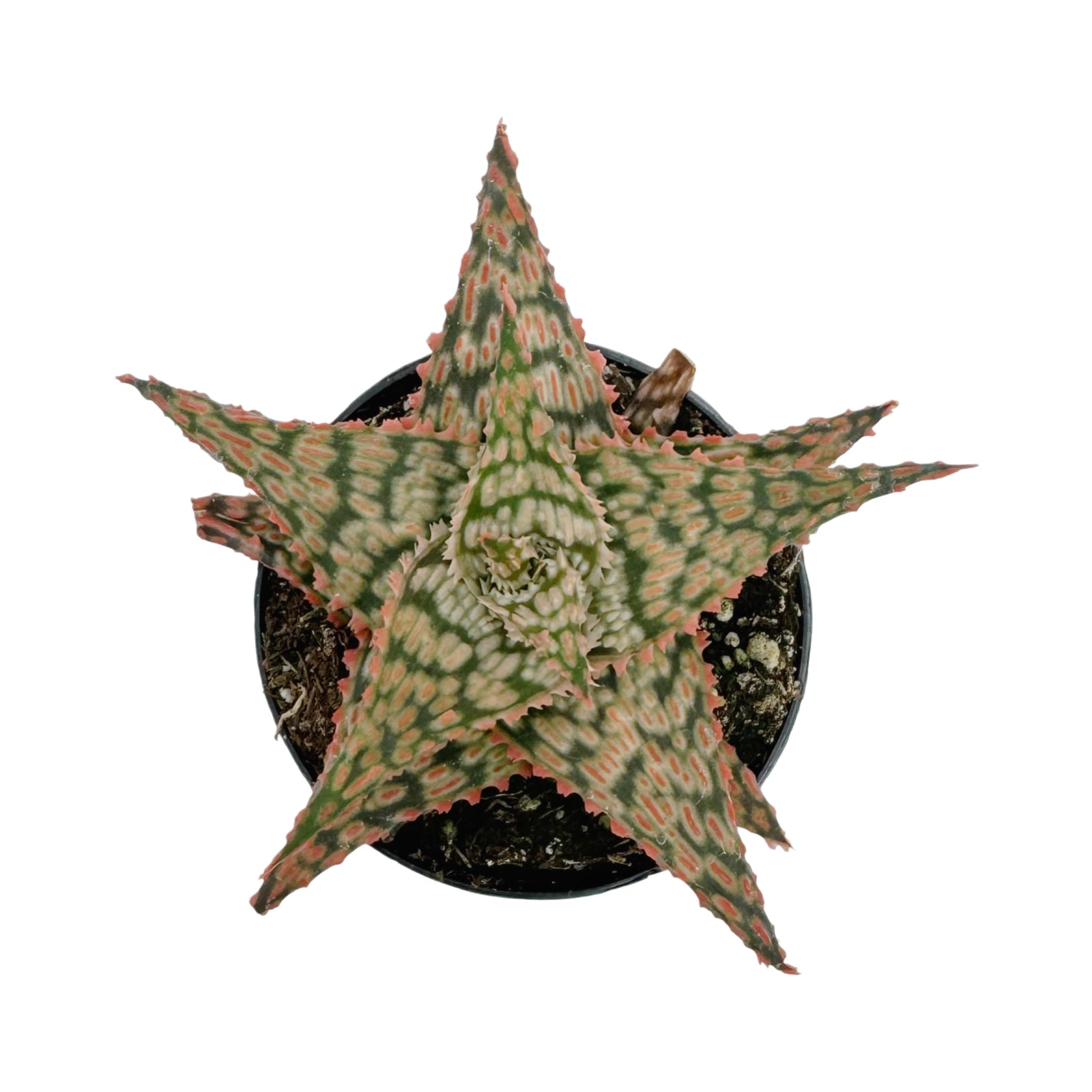 Aloe Firecracker | Aloe Hybrid – Lazy Gardens