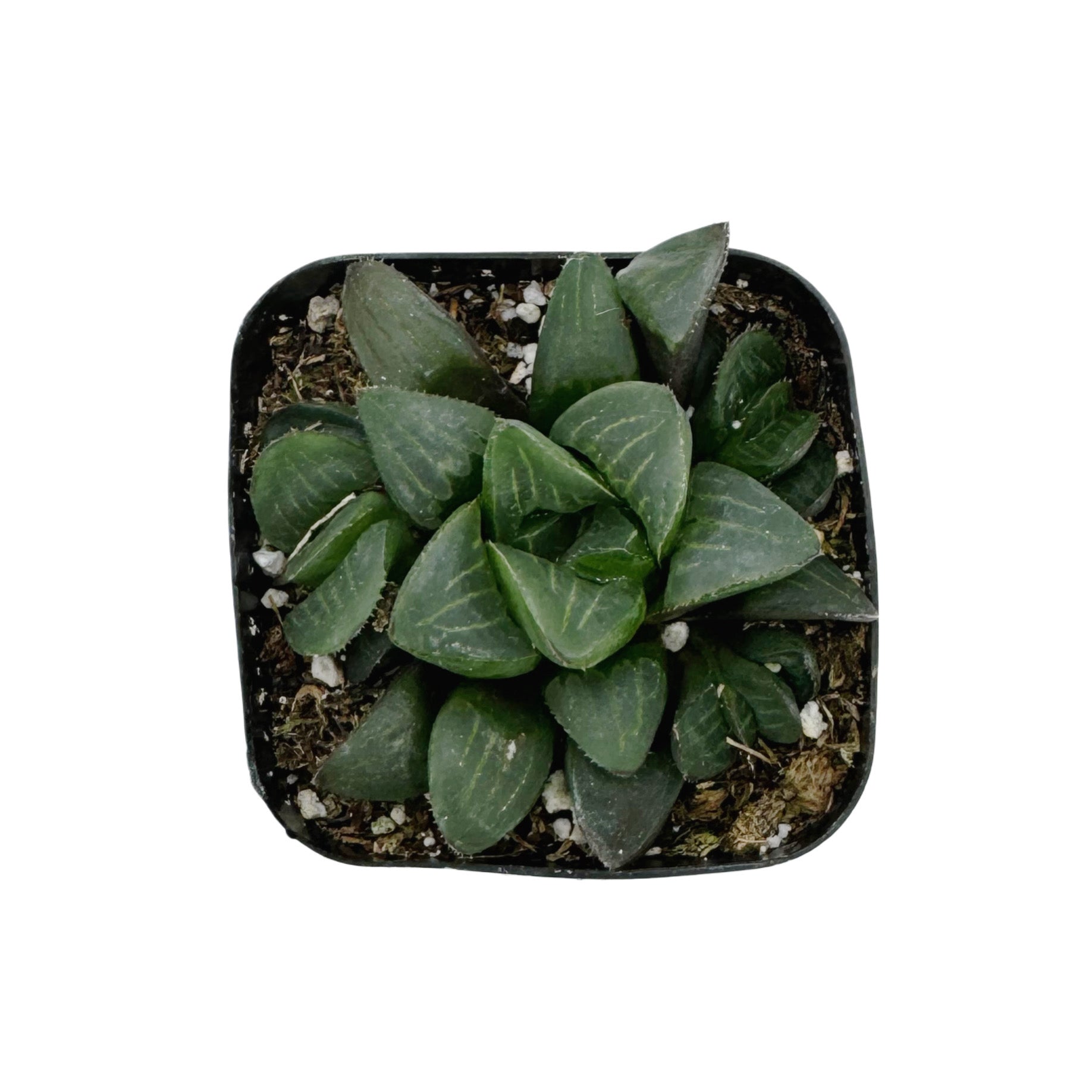 retusa succulent Haworthia Retusa