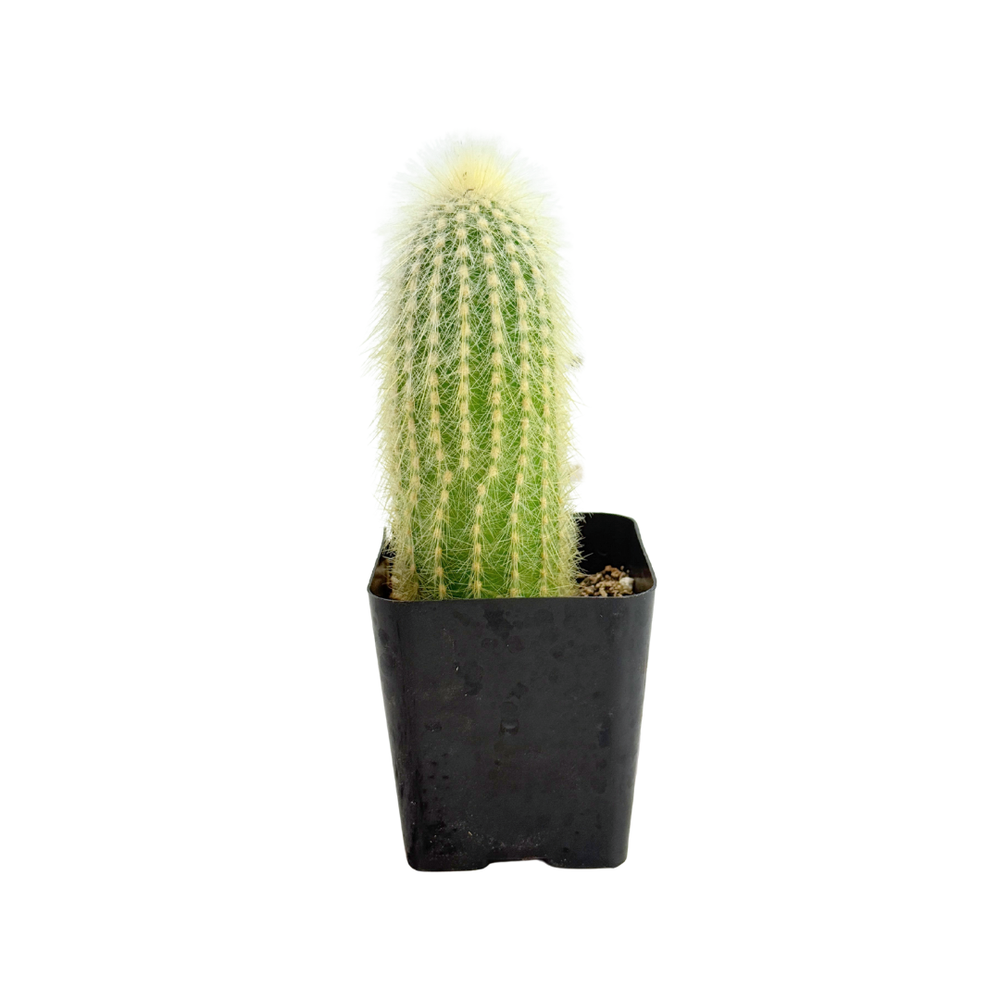 strausii cactus Cleistocactus strausii