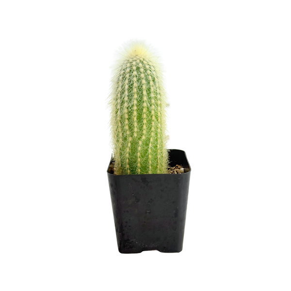 Cleistocactus strausii | Silver Torch Cactus