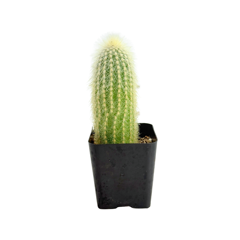 Cleistocactus strausii | Silver Torch Cactus