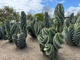 Cereus forbesii Spiralis Field Specimen | Extra Large Branching Spiral Cactus