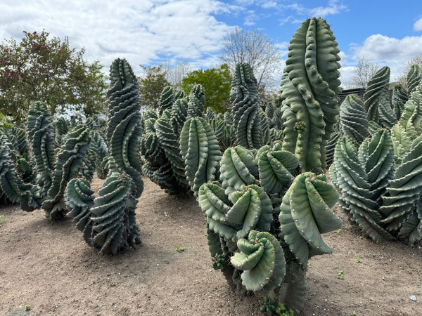Cereus forbesii Spiralis Field Specimen | Extra Large Branching Spiral Cactus