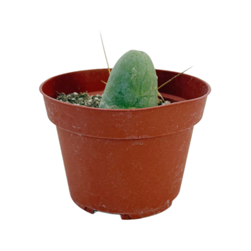 Trichocereus bridgesii monstrose | Penis Cactus