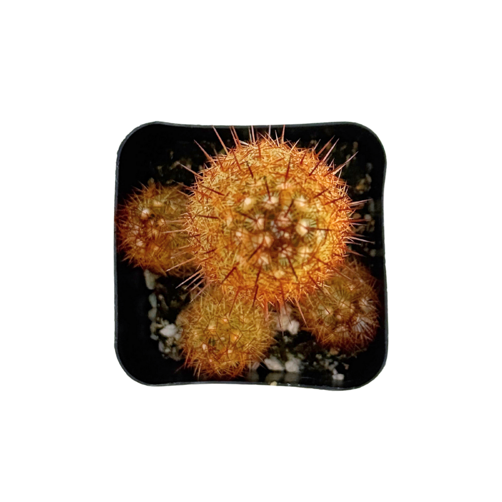 Mammillaria elongata