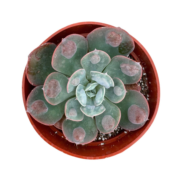 Echeveria Raindrop - Lazy Gardens