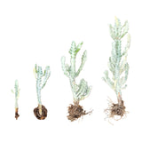 Euphorbia Lactea Variegata | White Ghost Euphorbia