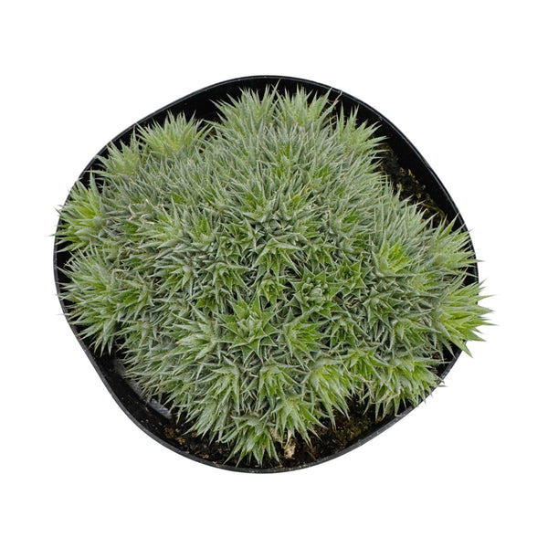 Deuterocohnia brevifolia | Argentine Ball