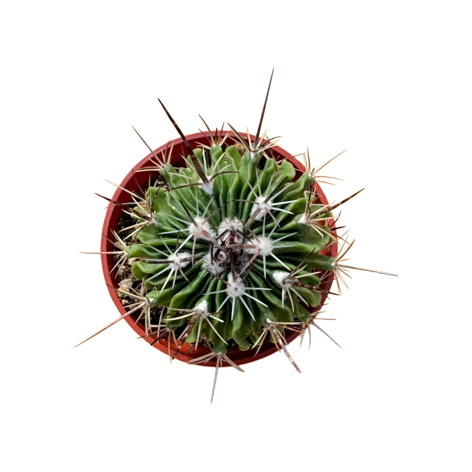 Stenocactus crispatus | Brain Cactus – Lazy Gardens