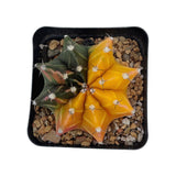 Gymnocalycium mihanovichii variegata | Variegated Moon Cactus