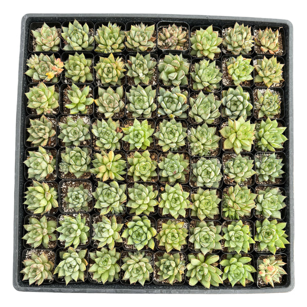Echeveria Glory - Lazy Gardens