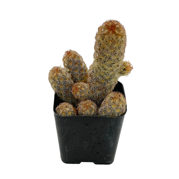 Mammillaria elongata ‘Pink Nymph’ | Pink Nymph Cactus - Lazy Gardens