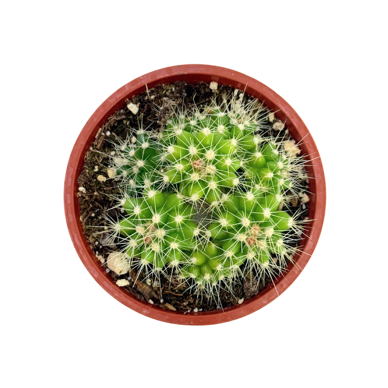 golden barrel succulent Echinocactus grusonii cluster