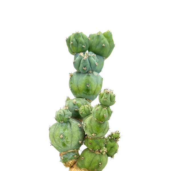 Myrtillocactus geometrizans 'Stacker'