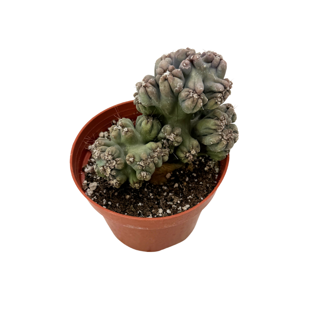 succulents box cereus ming thing cereus forbesii monstrose Cereus forbesii monstrose