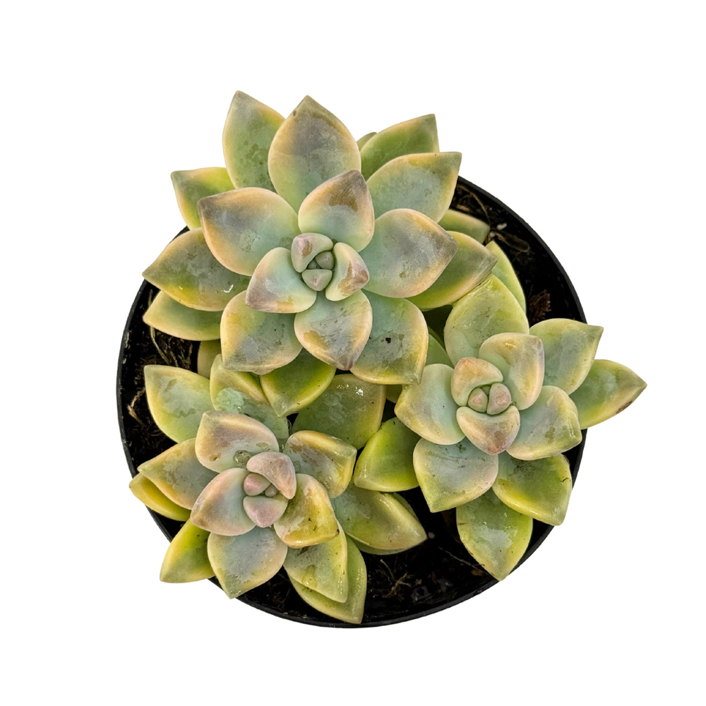 green succulent usps Graptopetalum paraguayense 'Jester' – Lazy Gardens