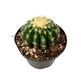 Echinocactus grusonii intermedius | Short spined Golden Barrel Cactus