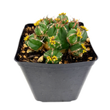 Euphorbia Handiensis | Jandía thistle