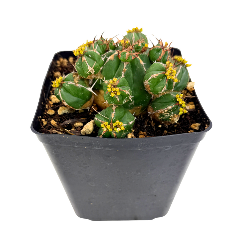 Euphorbia Handiensis | Jandía thistle