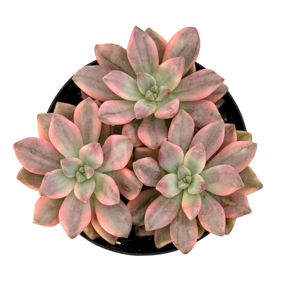 Graptopetalum paraguayense ‘Joker'