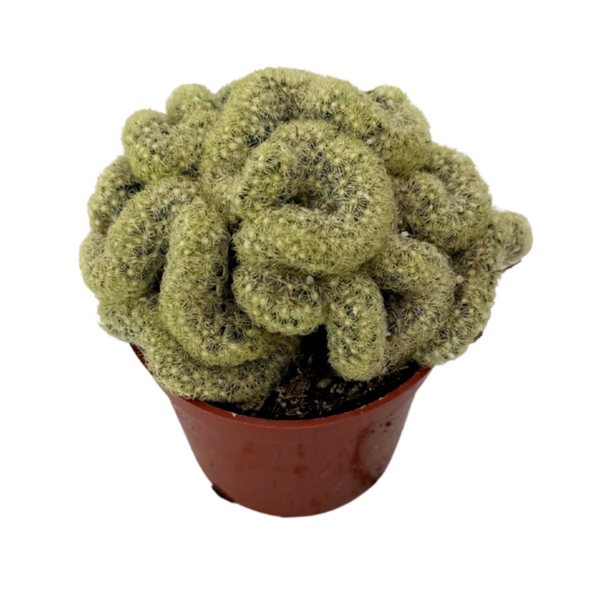 brain plant succulent Mammillaria elongata cristata