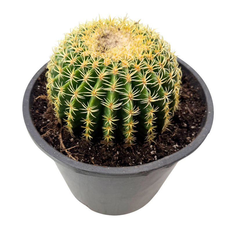 Echinocactus grusonii intermedius | Short spined Golden Barrel Cactus