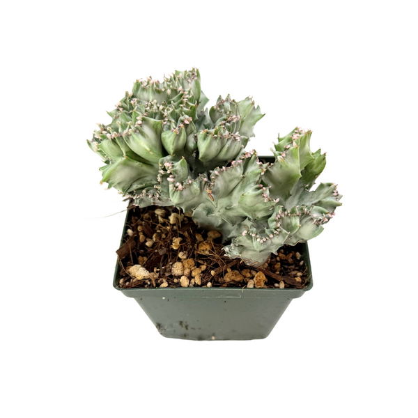 Euphorbia lactea variegata cristata | Crested Mermaid Tail Euphorbia