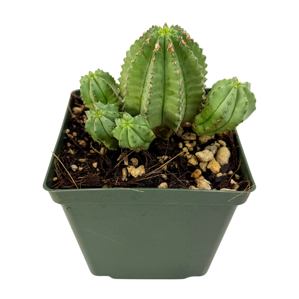 Euphorbia fruticosa