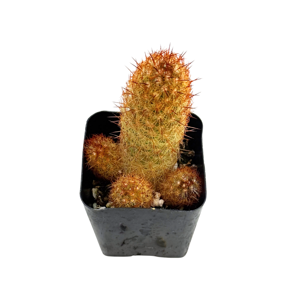 Mammillaria elongata