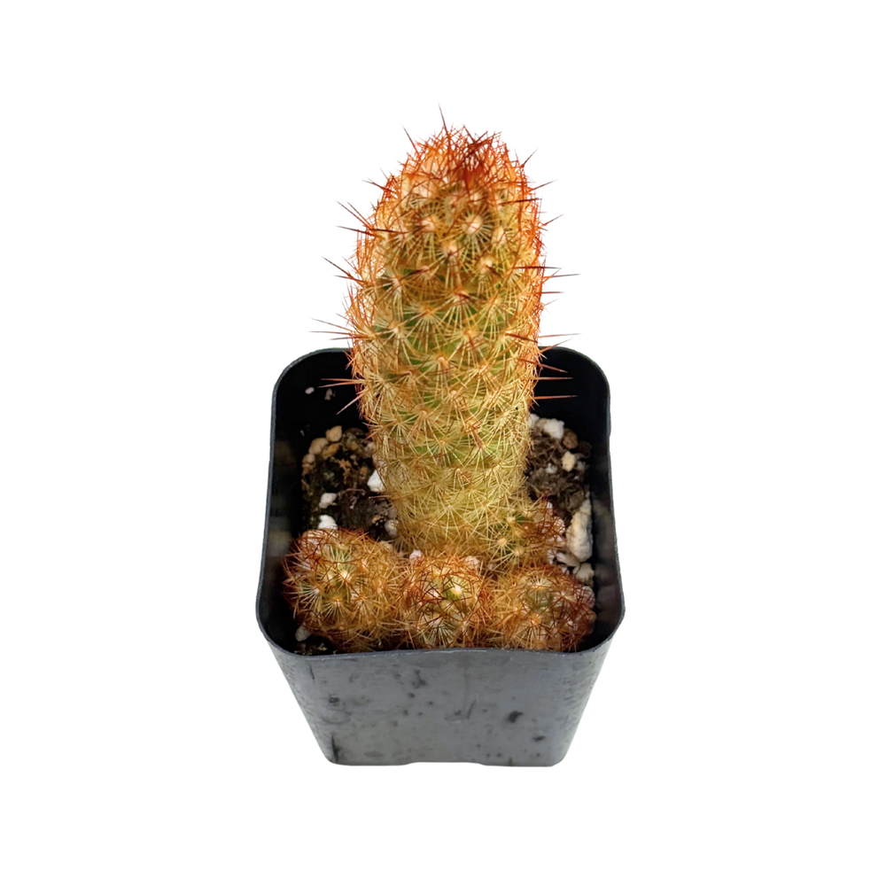 Mammillaria elongata