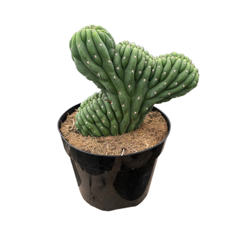 crested san pedro cactus for sale Trichocereus Cristata