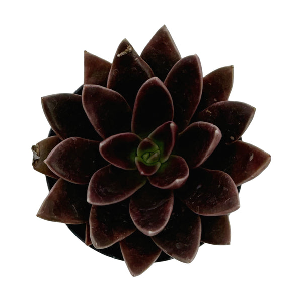 Echeveria Panthera