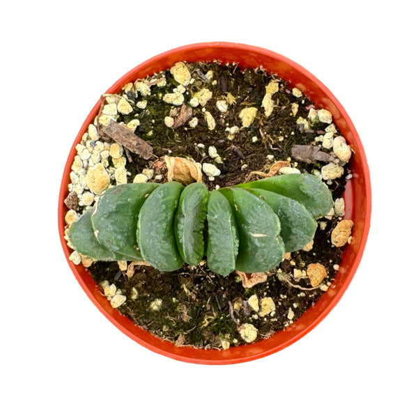 Haworthia truncata | Horse’s Teeth - Lazy Gardens
