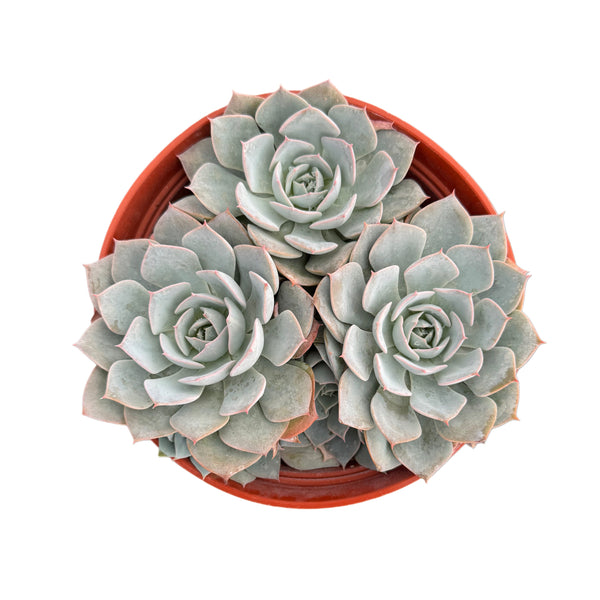 Echeveria Subselleis - Lazy Gardens