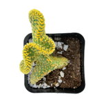 Opuntia Microdasys Cristata | Crazy Bunny Ears